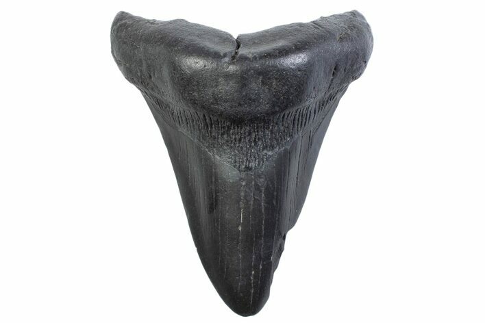 Fossil Megalodon Tooth - South Carolina #371856